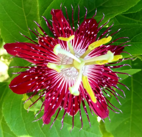 Red_Passion_Flower/Krishna_Kamal_Flower_Plant_(Pack_Of_1)