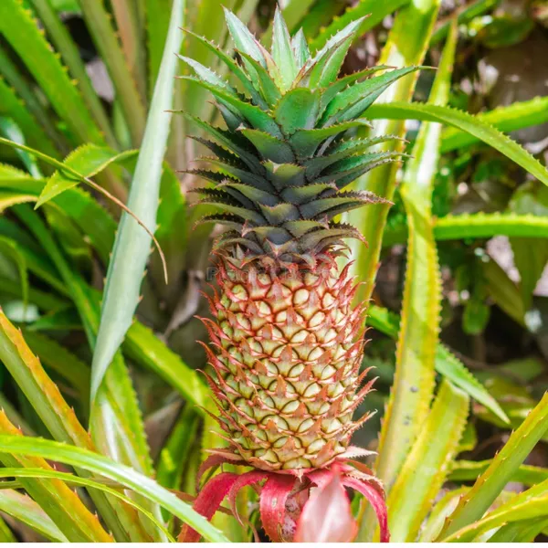 Red_Pineapple_Fruit_Plant_(1.5-2_Feet_Height_Pack_Of_1)