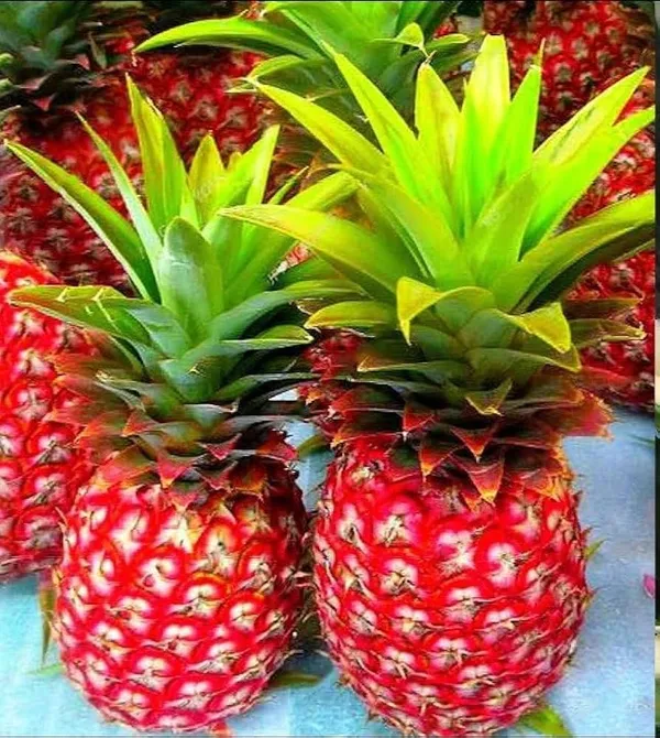 Red_Pineapple_Fruit_Plant_(1.5-2_Feet_Height_Pack_Of_1)