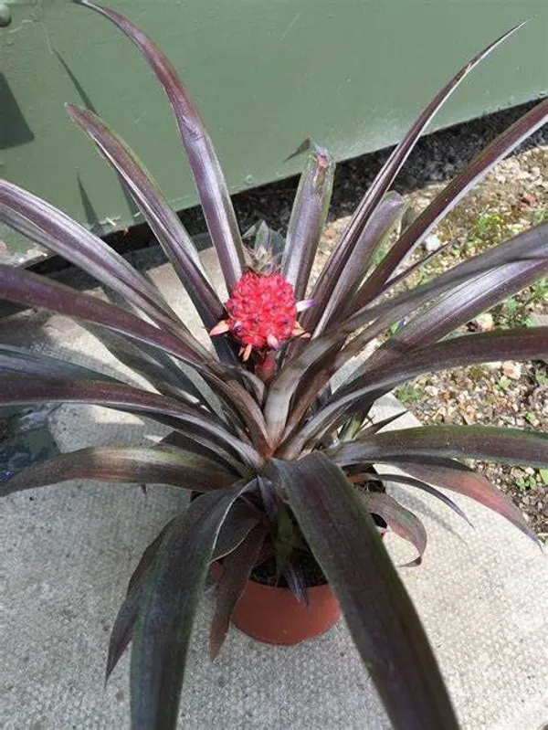 Red_Pineapple_/Ananas_Fruit_Plant_(Hybrid,_Pack_Of_1)