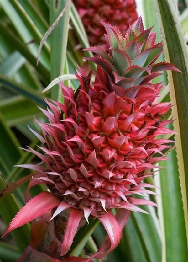 Red_Pineapple_/Ananas_Fruit_Plant_(Hybrid,_Pack_Of_1)