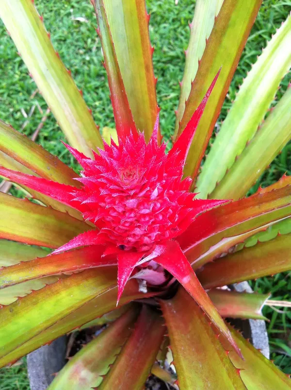 Red_Pineapple_/Ananas_Fruit_Plant_(Hybrid,_Pack_Of_1)