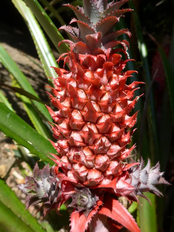 Red_Pineapple_/Ananas_Fruit_Plant_(Hybrid,_Pack_Of_1)