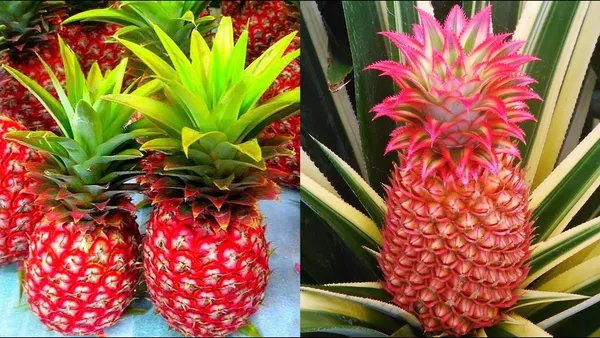 Red_Pineapple_/Ananas_Fruit_Plant_(Hybrid,_Pack_Of_1)