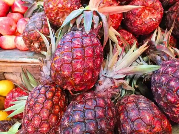 Red_Pineapple_/Ananas_Fruit_Plant_(Hybrid,_Pack_Of_1)
