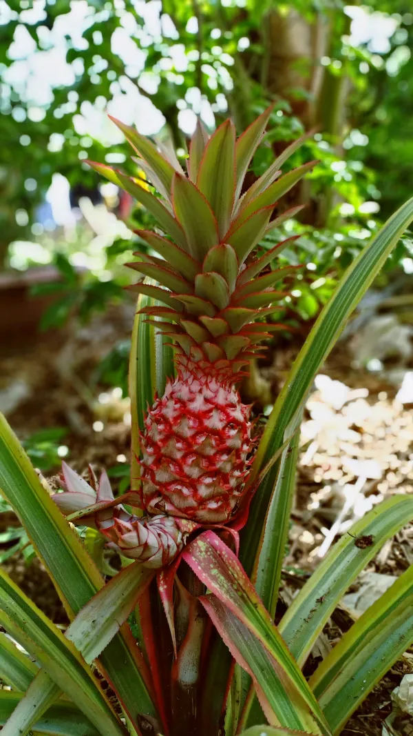 Red_Pineapple_/Ananas_Fruit_Plant_(Hybrid,_Pack_Of_1)