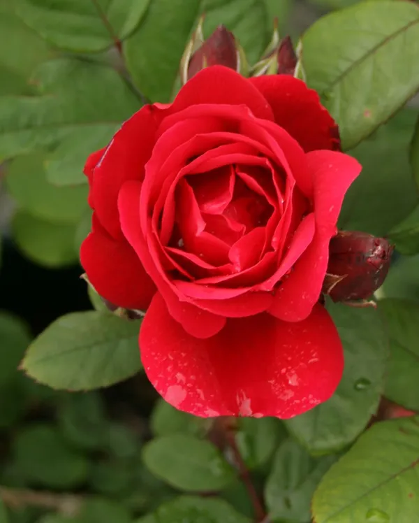 Red_Rose_Flower_Plant_(Hybrid,_Pack_Of_1)