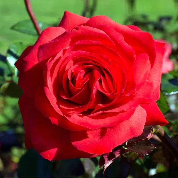 Red_Rose_Flower_Plant_(Hybrid,_Pack_Of_1)