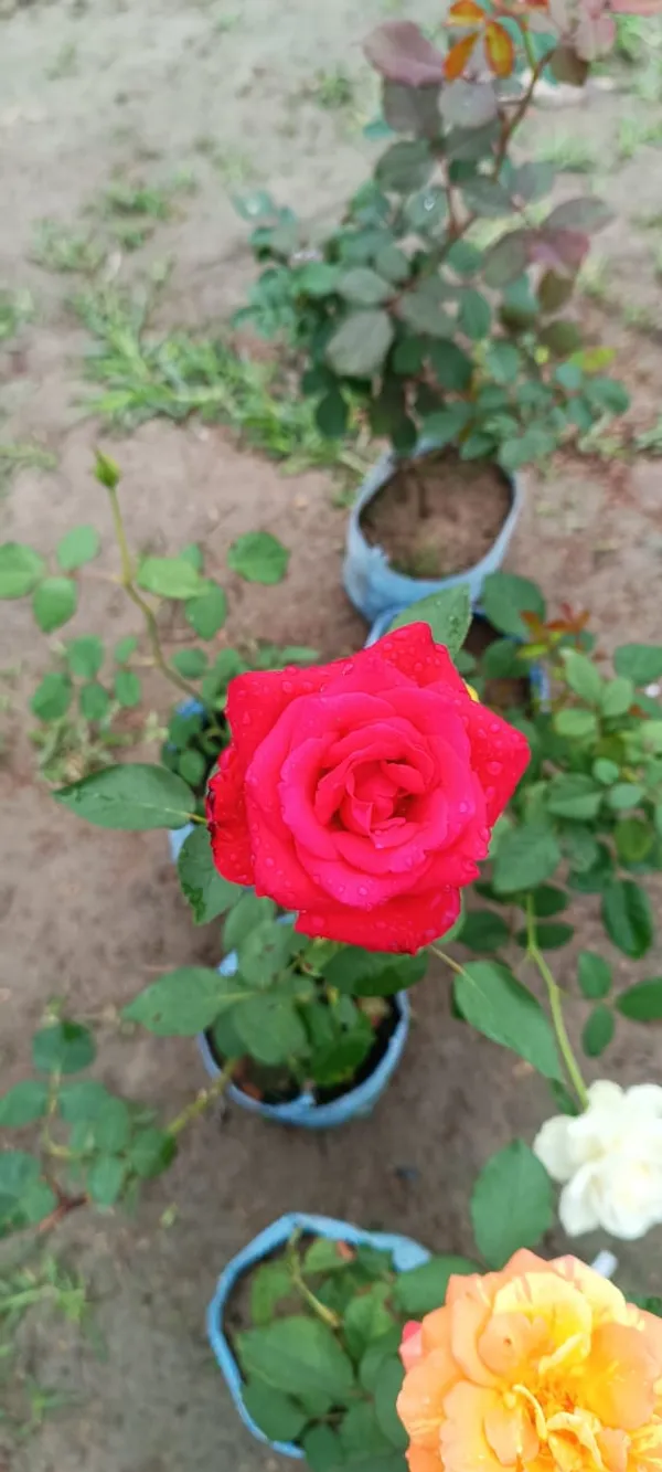 Red_Rose_Flower_Plant_(Hybrid,_Pack_Of_1)