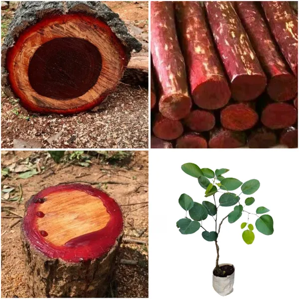 Red_Sandalwood_Hybrid_Plant_Healthy_Live_Plant