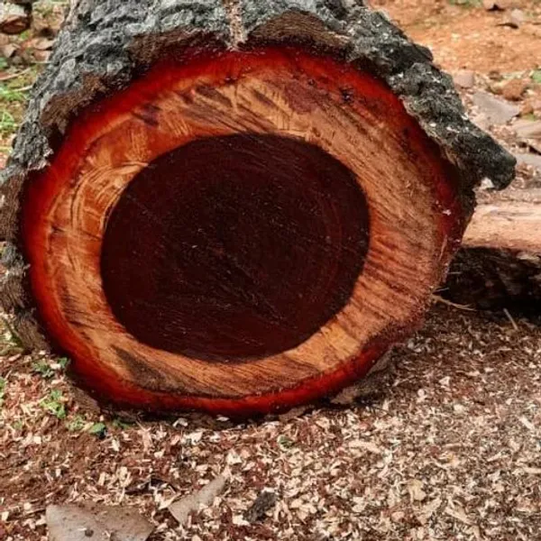 Red_Sandalwood_Hybrid_Plant_Healthy_Live_Plant