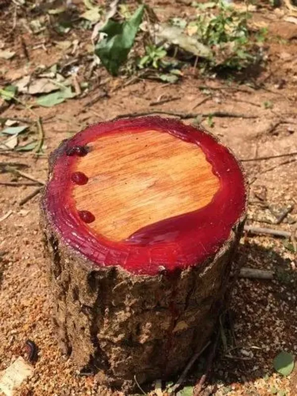 Red_Sandalwood_Hybrid_Plant_Healthy_Live_Plant