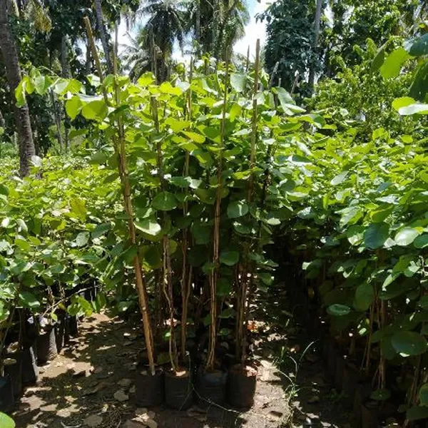 Red_Sandalwood_Chandan_Avenue_Plant_(1.5-3_Feet_Height)