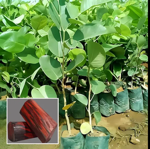 Rose_Variety_Red_Sandalwood_Live_Plant