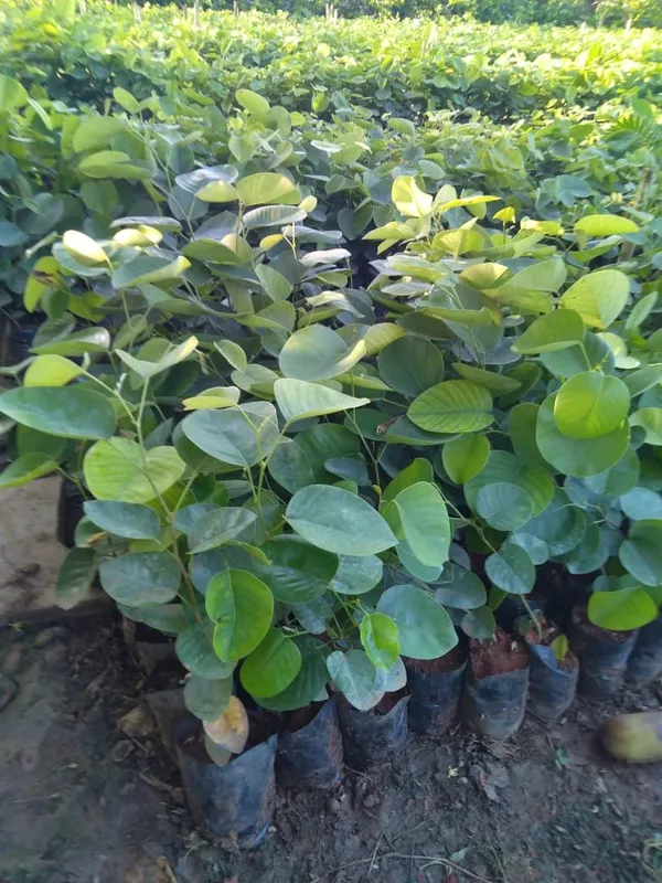 Red_Sandalwood_Plant_&_Tree_Healthy_Sapling