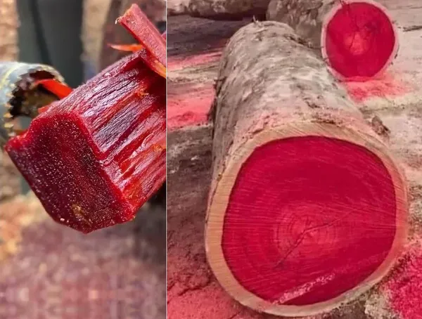 Rose_Variety_Red_Sandalwood_Plant_Healthy_Live_Plant
