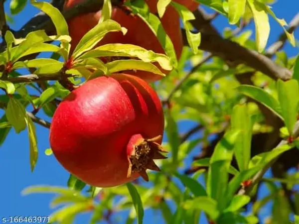 Red_Silk_Pomegranate_Plant_(1.5-2_Feet_Height_Pack_Of_1)