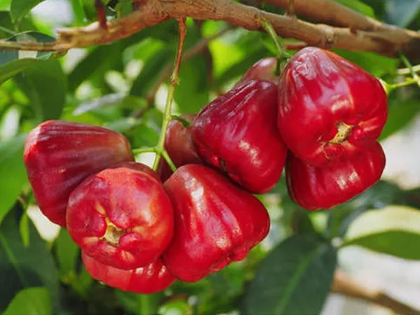 Thai_Grafted_Red_Water_Apple_Plant_Hybrid_Jamun_Tree