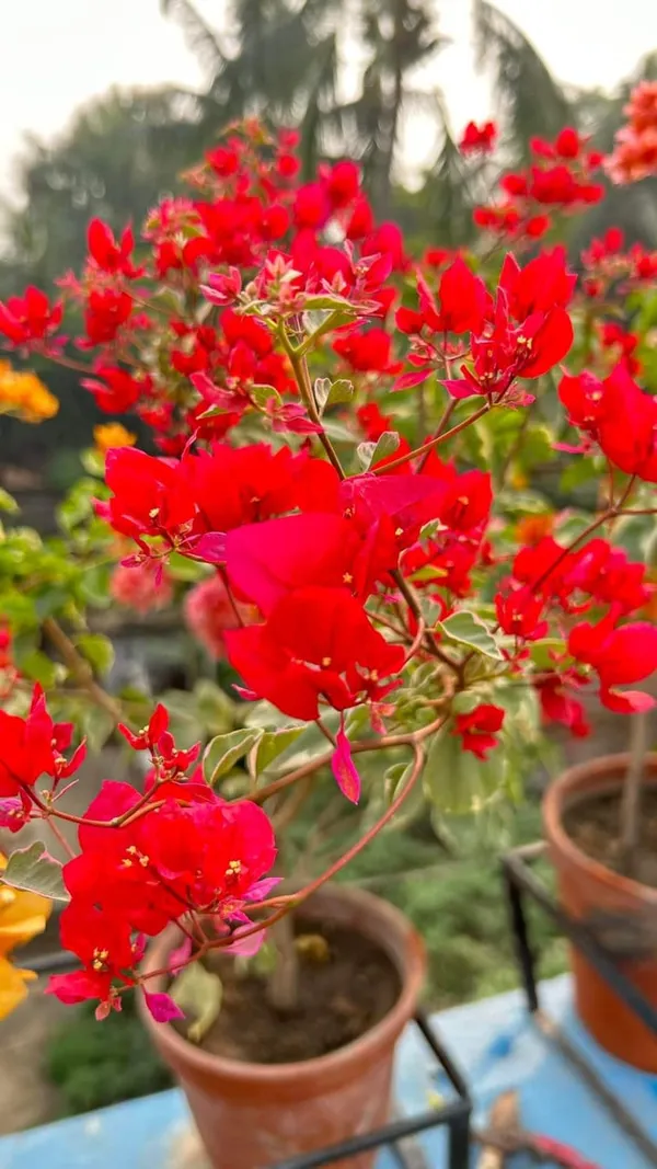 Red_(Grafted)_Bougainvillea_Flower_Plant_(Pack_Of_1)