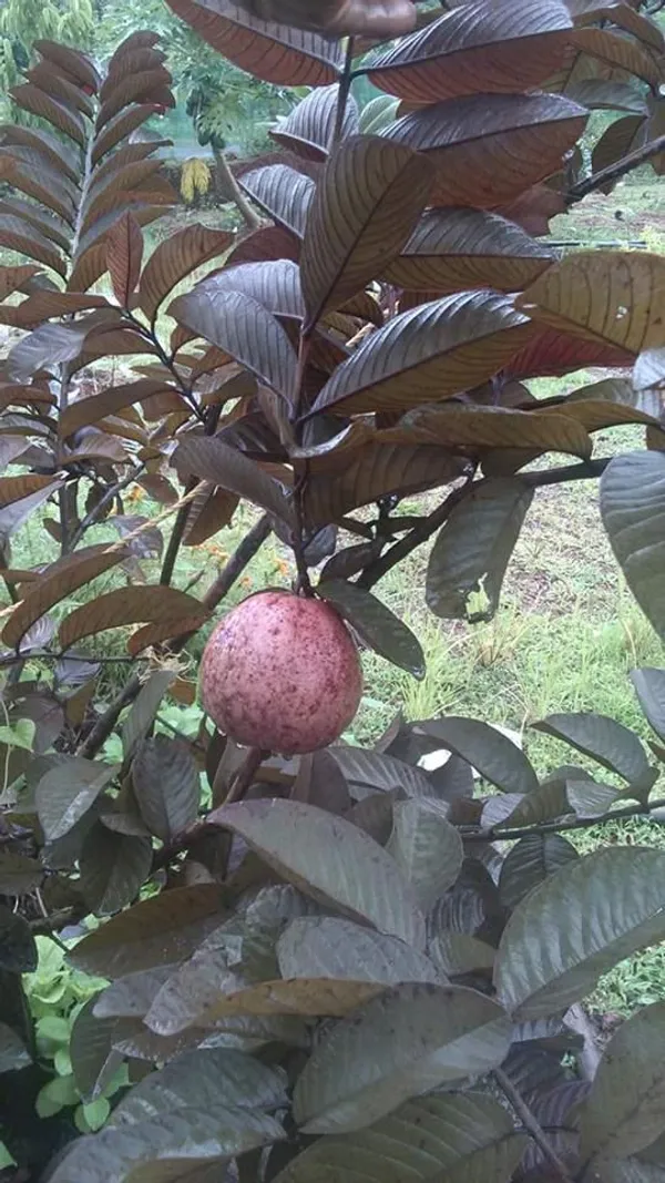 Red_Malaysian_(Grafted)_Sweet_Guava_Plant_(Pack_of_1)
