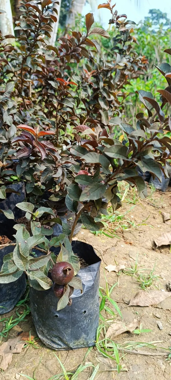 Red_Malaysian_(Grafted)_Sweet_Guava_Plant_(Pack_of_1)
