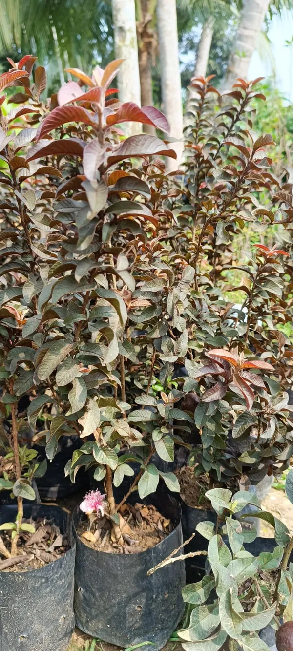 Red_Malaysian_(Grafted)_Sweet_Guava_Plant_(Pack_of_1)