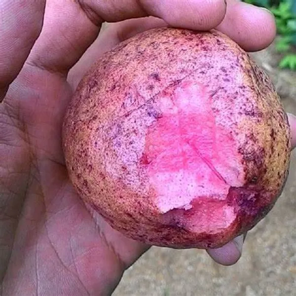 Red_Malaysian_(Grafted)_Sweet_Guava_Plant_(Pack_of_1)