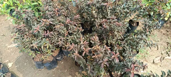 Red_Malaysian_(Grafted)_Sweet_Guava_Plant_(Pack_of_1)
