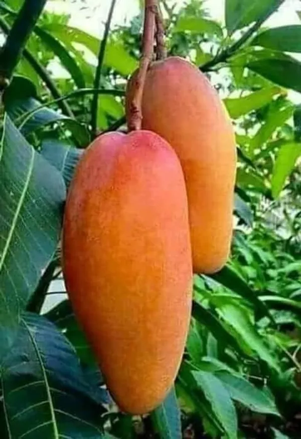 Red_Banana_Mango_Plant