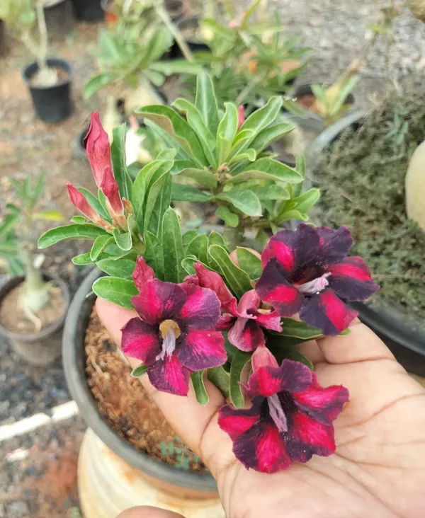 Adenium_Rose_Varieties_Hybrid_Flower_Live_Plant