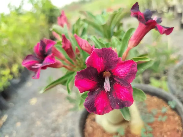 Adenium_Rose_Varieties_Hybrid_Flower_Live_Plant