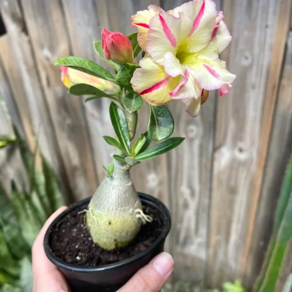 Adenium_Rose_Varieties_Flower_Live_Plant