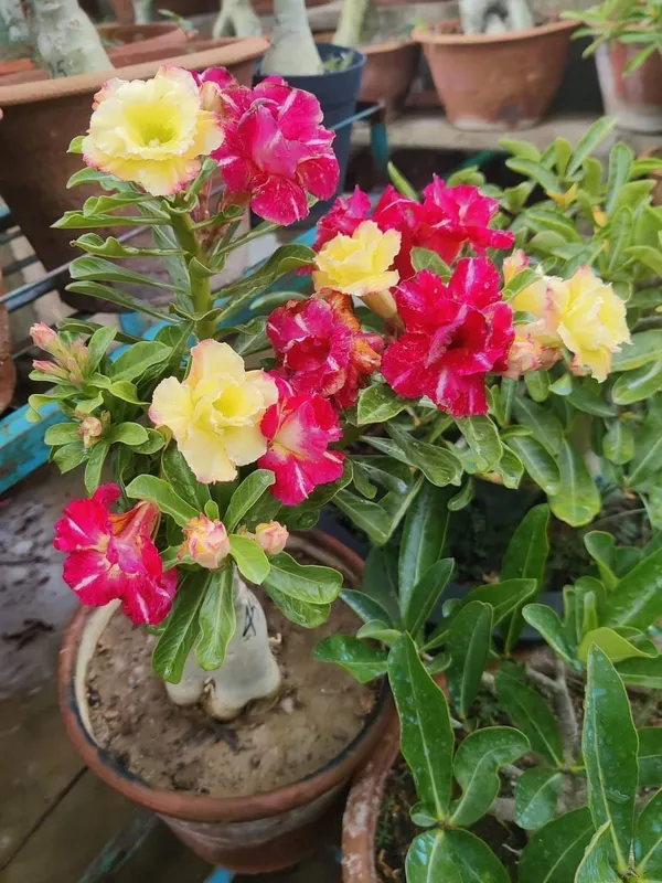 Adenium_Multi_Colour_Flower_Hybrid_Plant