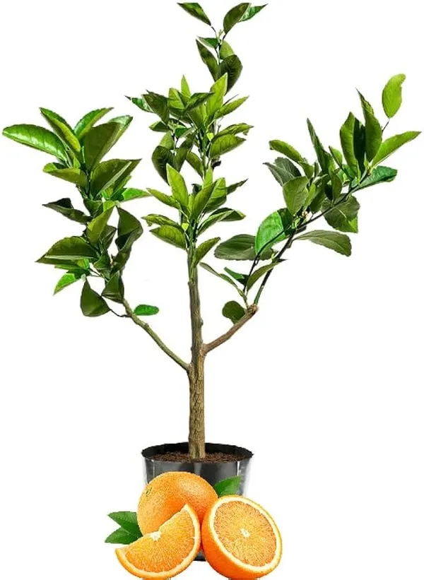 Kinnow_Orange_Grafted_Plant_Without_Pot
