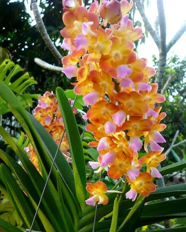 Rhynchostylis_Bangkok_Sunset_Near_blooming