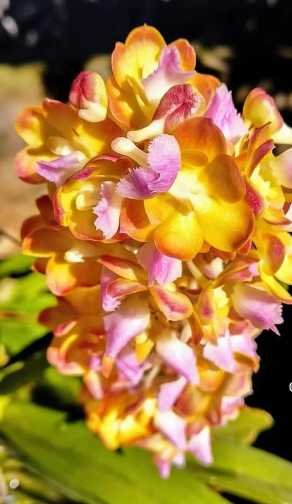 Rhynchostylis_Bangkok_Sunset_Near_blooming
