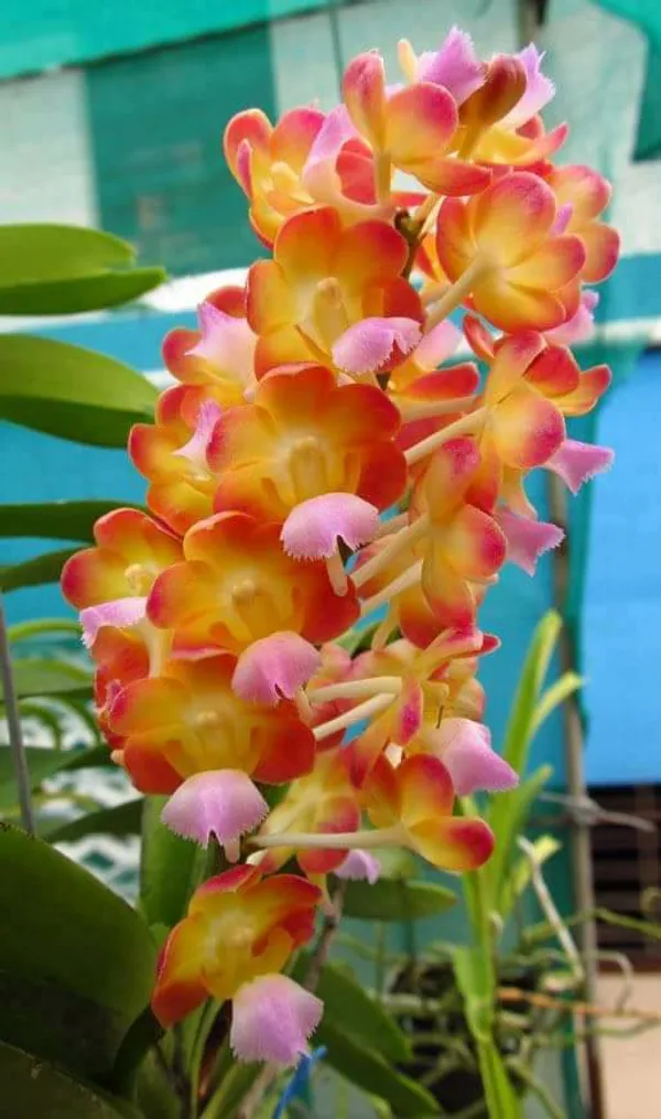 Rhynchostylis_Bangkok_Sunset_Near_blooming