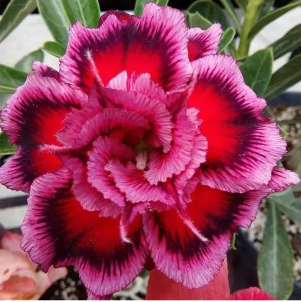 Adenium_Rose_Varieties_Flower_Live_Plant