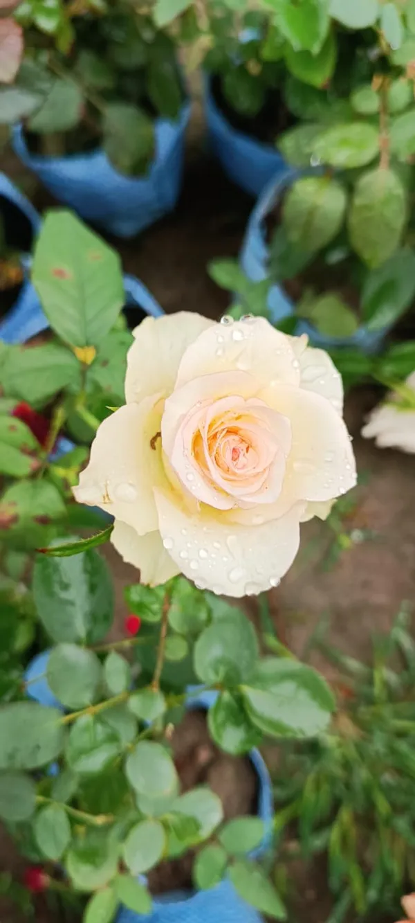 Rose_Plant_(Grafted)_Pack_Of_1