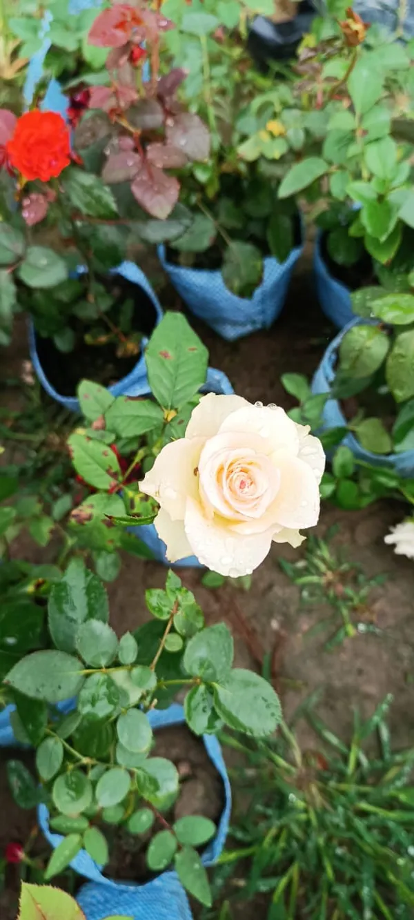 Rose_Plant_(Grafted)_Pack_Of_1