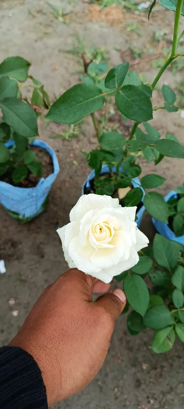 Rose_Plant_(Grafted)_Pack_Of_1