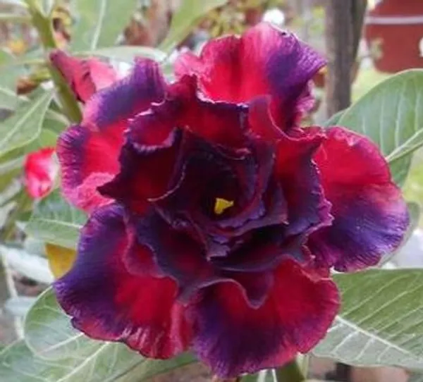 Adenium_Rose_Varieties_Hybrid_Flower_Live_Plant