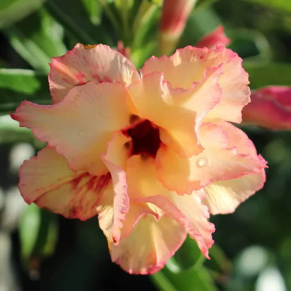 Multicolour_Rose_Varieties_Adenium_Flower_Live_Plant