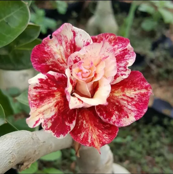 Rose_Varieties_Multi_Colour_Adenium_Flower_Live_Plant
