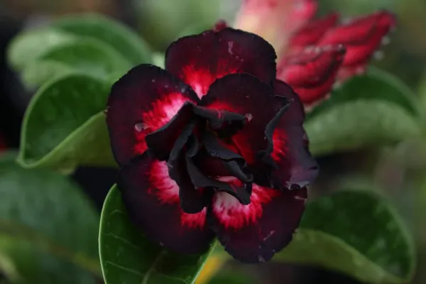 Adenium_Rose_Varieties_Hybrid_Flower_Live_Plant