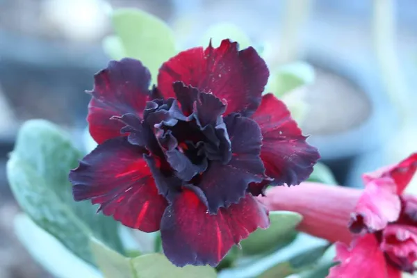 Adenium_Rose_Varieties_Hybrid_Flower_Live_Plant