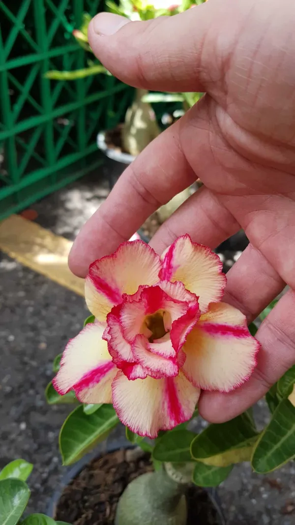 Rosey_Verity_Grafted_Adenium_Plant