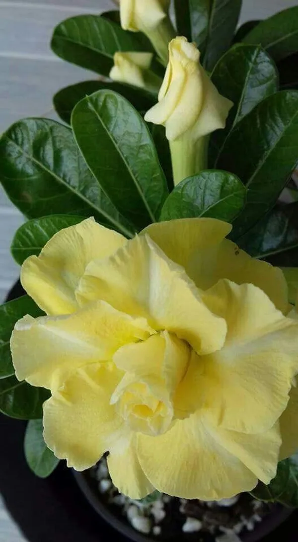 Rosey_Verity_Adenium_Obesum_Desert_Rose_Grafted_Flowers_Plant
