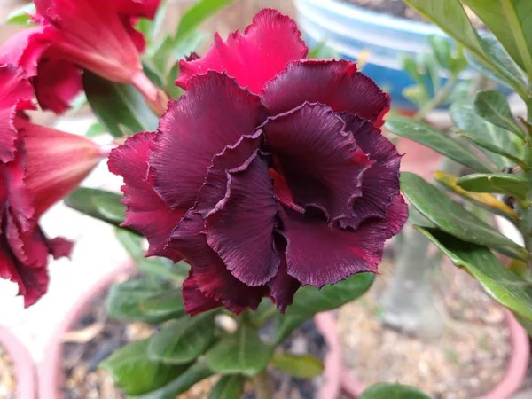 Adenium_Desert_Rose_Plant_(Grafted)