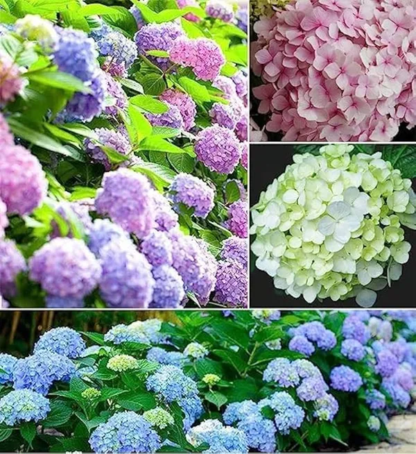 Hydrangea_Mix_Color_Flower_Plant